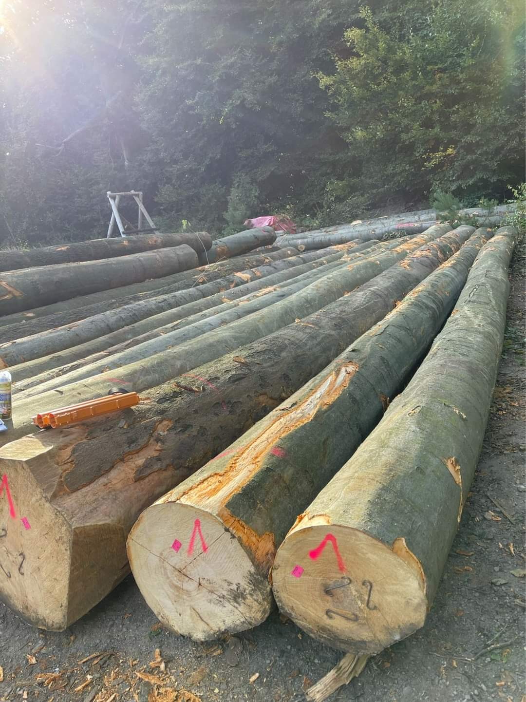 Awesome Top Quality Pine Logs teak logs factory whole sale price